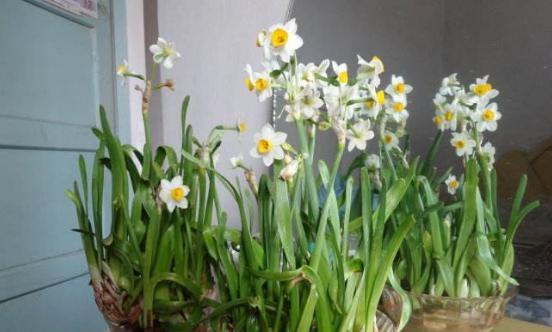 水仙催花的最佳时机与技巧（打造最美花海）