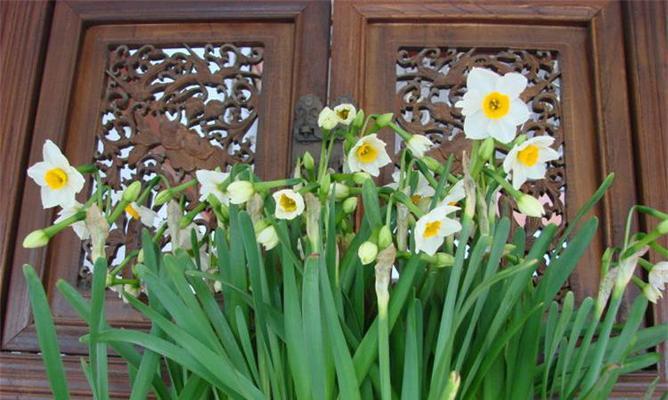 水仙花开花时间及花期长度（探究水仙花的生长周期和开花规律）