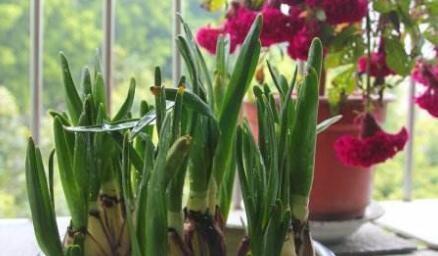 水仙花不开花的原因剖析（了解水仙花的开花机制）