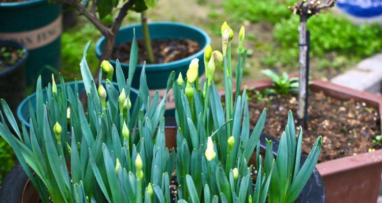 解决水仙花不开花的方法（从光照）