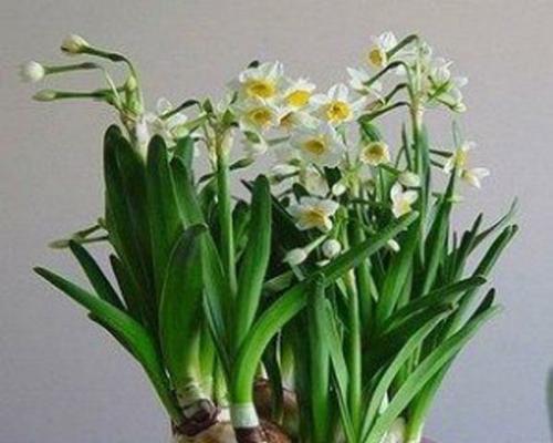 探寻水仙花的起源地（寻找水仙花的故乡和历史渊源）