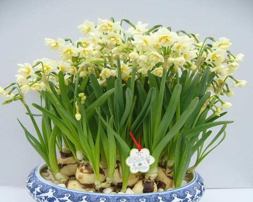 水仙花——春日的清香（探秘水仙花的品种）