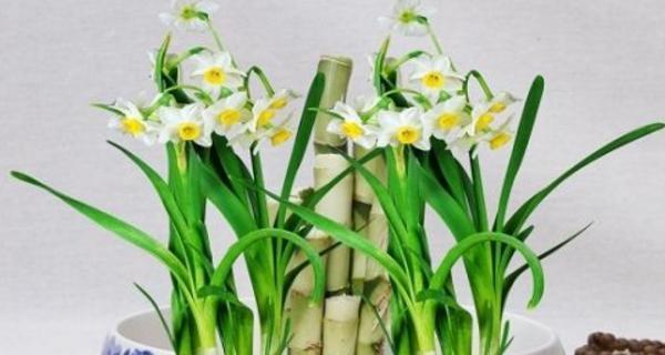 水仙花催花的时间和方法（让水仙花开得更美丽）