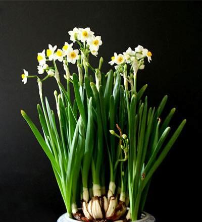 水仙花的花语与代表意义（探寻水仙花的浪漫与神秘）