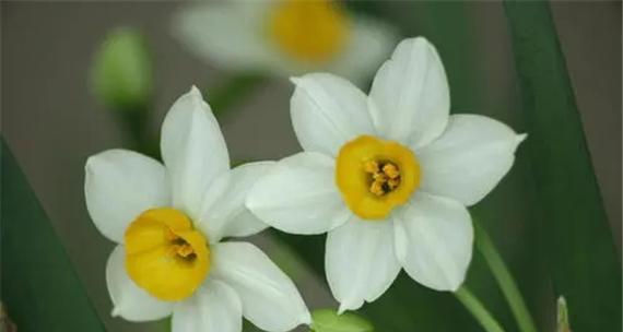 水仙花花语（解读水仙花的15种花语）