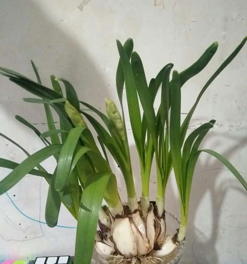 水仙花的生长环境与地方条件（了解水仙花的生长要求）