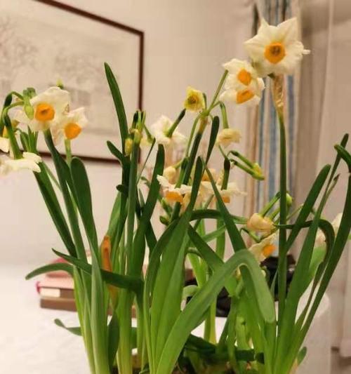水仙花的特点与魅力（探秘水仙花的美丽之旅）