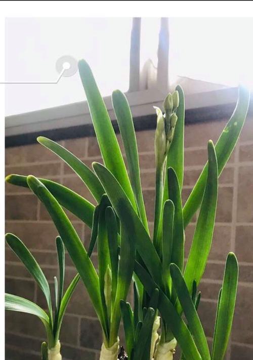 水仙花的叶子形状与特点（探究水仙花叶子的形态与特征）