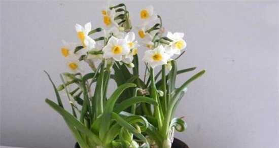 水仙花的神奇之处——冬季开花的秘密（冬天也能开花）