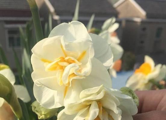 水仙花的耐寒能力及冬季养护方法