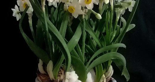 水仙花的危害性（揭开水仙花的神秘面纱——水仙花的危害分析）