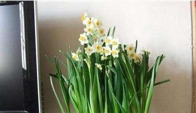 水仙花的养护之浇水技巧（如何科学合理地浇水？学习这几招）