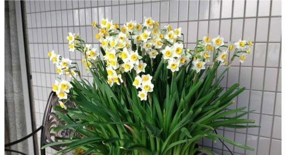 水仙花的开花周期（探究水仙花开花的时间）