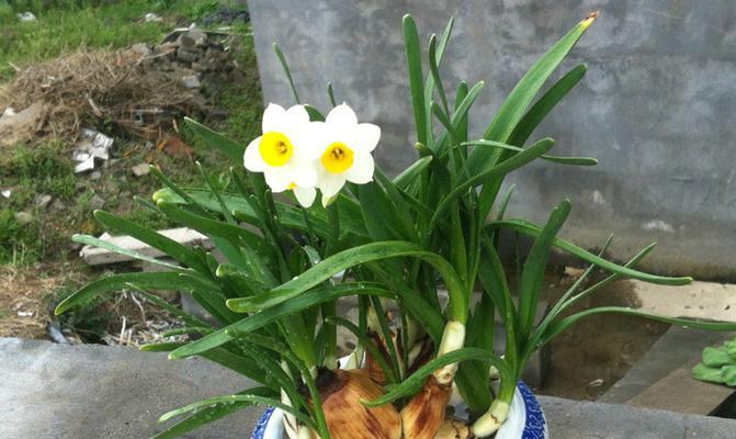 水仙花养护指南（让你轻松打造美丽花园的小秘籍）