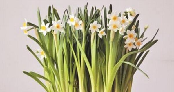 水仙花的花期及生长特点（从花期到生长）