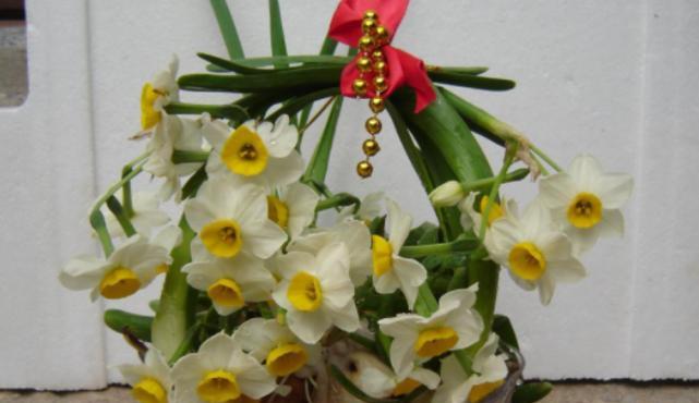 水仙花的开花时间及花期（水仙花的生长环境和开花过程详解）