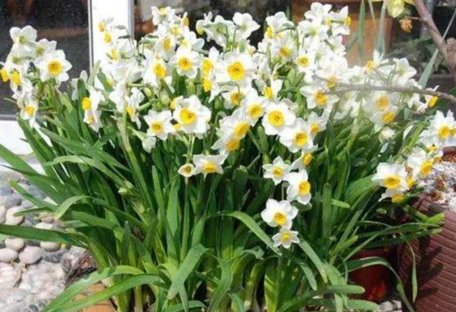 水仙花——常年花期的美丽花卉（水仙花的开花月份）