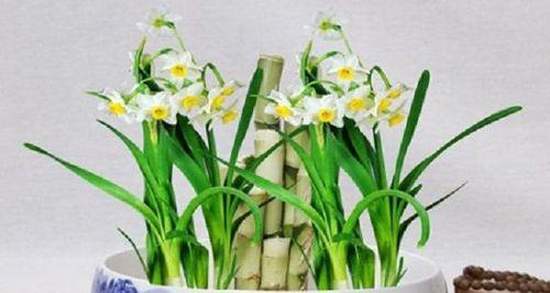 水仙花种植全指南
