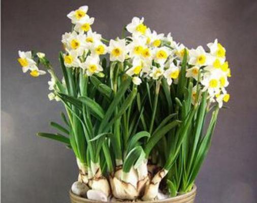 水仙花开花后的护理指南（如何让水仙花健康茁壮地成长）