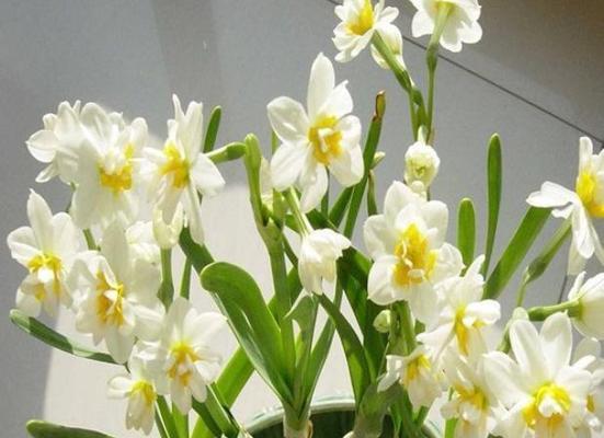 水仙花开花温度探秘（掌握水仙花开花最佳温度）