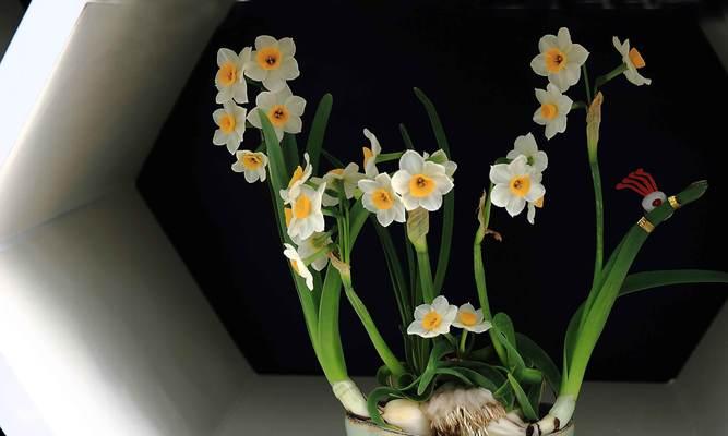水仙花的毒性和室内养护（科学了解水仙花的毒性）