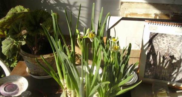 水仙花开完花后的养护方法（如何让水仙花保持健康）
