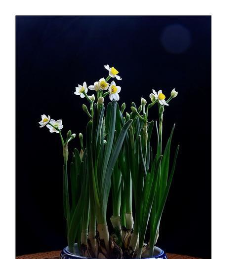 水仙花的生长季节（一年四季赏水仙）