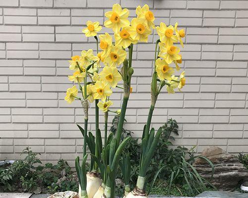 水仙花适不适合放在卧室（探讨水仙花的气质和适应性）