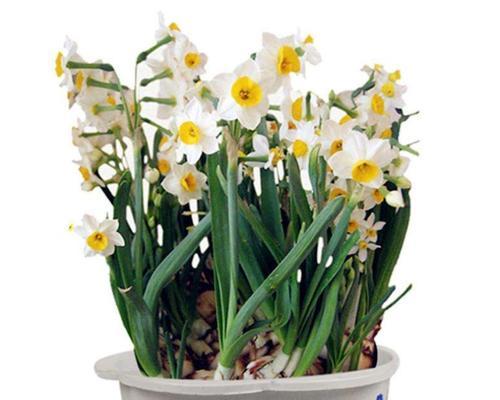 水仙花的养护技巧（水仙花也可以水养哦）