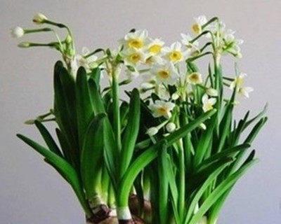 水仙花的土养方法解析（从土壤选择到浇水技巧）