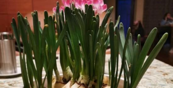 水仙花叶子烂了怎么办（水仙花叶子烂的原因及预防方法）