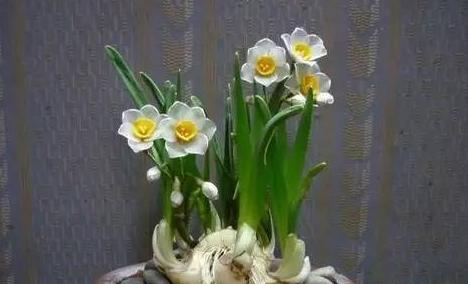 水仙花的耐寒温度探秘（了解耐寒能力）