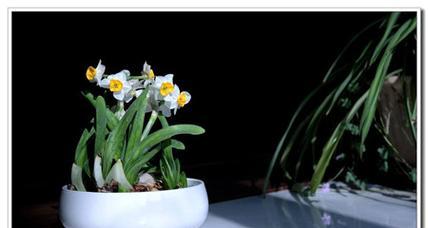 水仙花能否放在空调房（水仙花吹空调是否有影响）