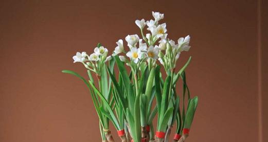 水仙花在室内的养护与美化（如何让水仙花在室内长得更好）