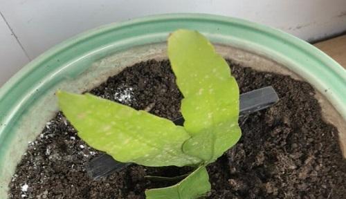 水仙花的生长环境与特点（怕冷还是怕热）