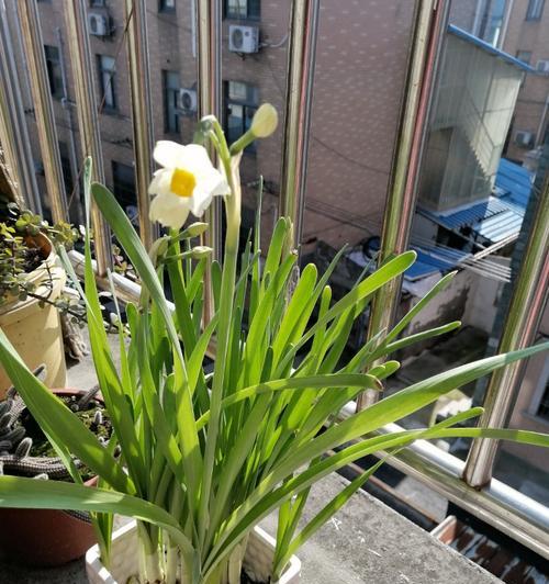 水仙花的养护与防晒技巧（水仙花的防晒需求与日常养护）