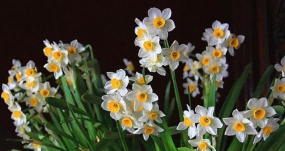 水仙花开放周期与生长环境（水仙花的生命周期）