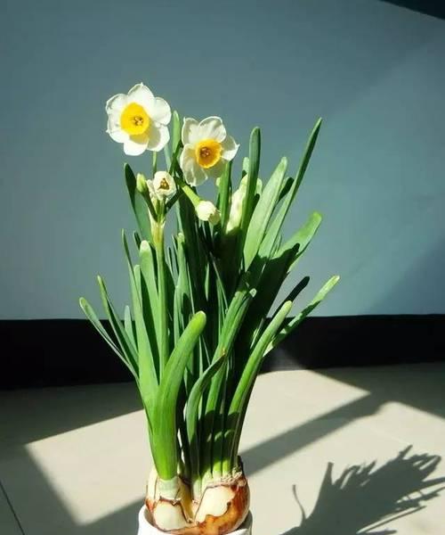 水仙花期的时间及特点（迎接春天的最佳选择）