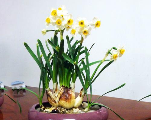 水仙花秋天开花的原因（揭秘水仙花开花的秘密）