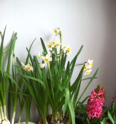 水仙花的生长环境条件及特点（了解水仙花）