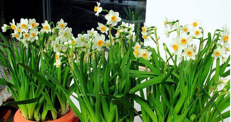 水仙花的生长环境与喜好（探寻水仙花的理想生长地点与环境）