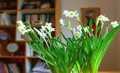 水仙花的开花季节与花期（春天迎接水仙花的盛开）