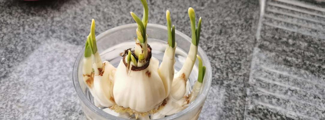 水仙花的开花时间（春季盛开的水仙花和开花诀窍）