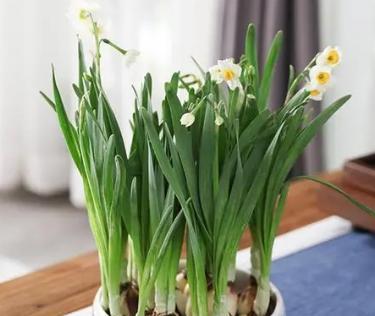 水仙花：多年生还是一年生？