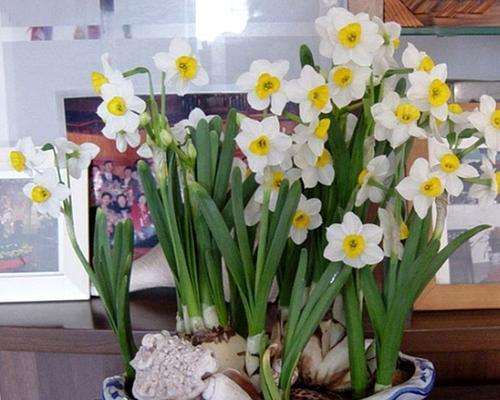 水仙花——中国的国花（赞美水仙花的美丽与文化意义）