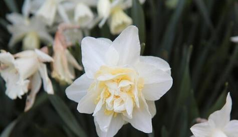 水仙花（揭开水仙花的生长之谜）