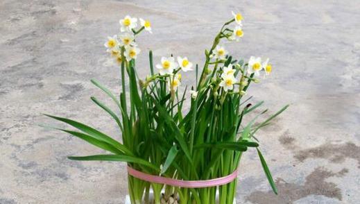 水仙花适合在室内养吗（探究水仙花的生长环境和栽培方法）