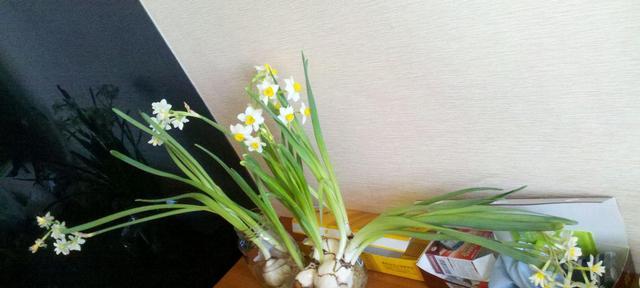 水仙花的生长习性（喜欢阳光的秘密）