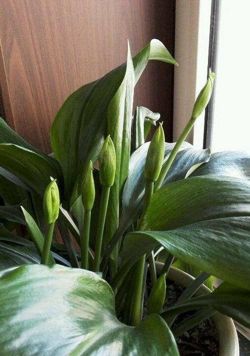 水仙花的香味是有毒的（水仙花香味毒性严重）