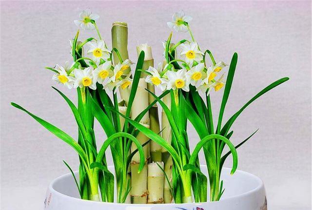 水仙花的养护与开花技巧（培育娇美的水仙花）
